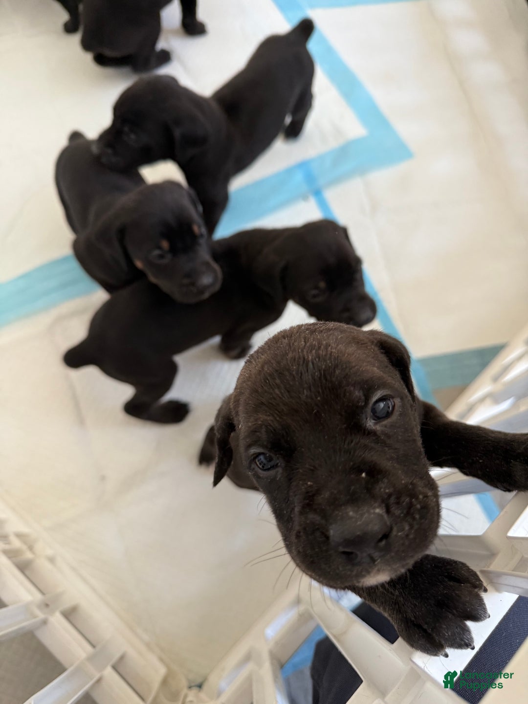 Mixed Breed dogs for sale: White - Ad 9