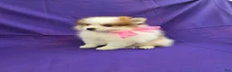 Pomeranian dogs for sale: Jacie  - Ad 1