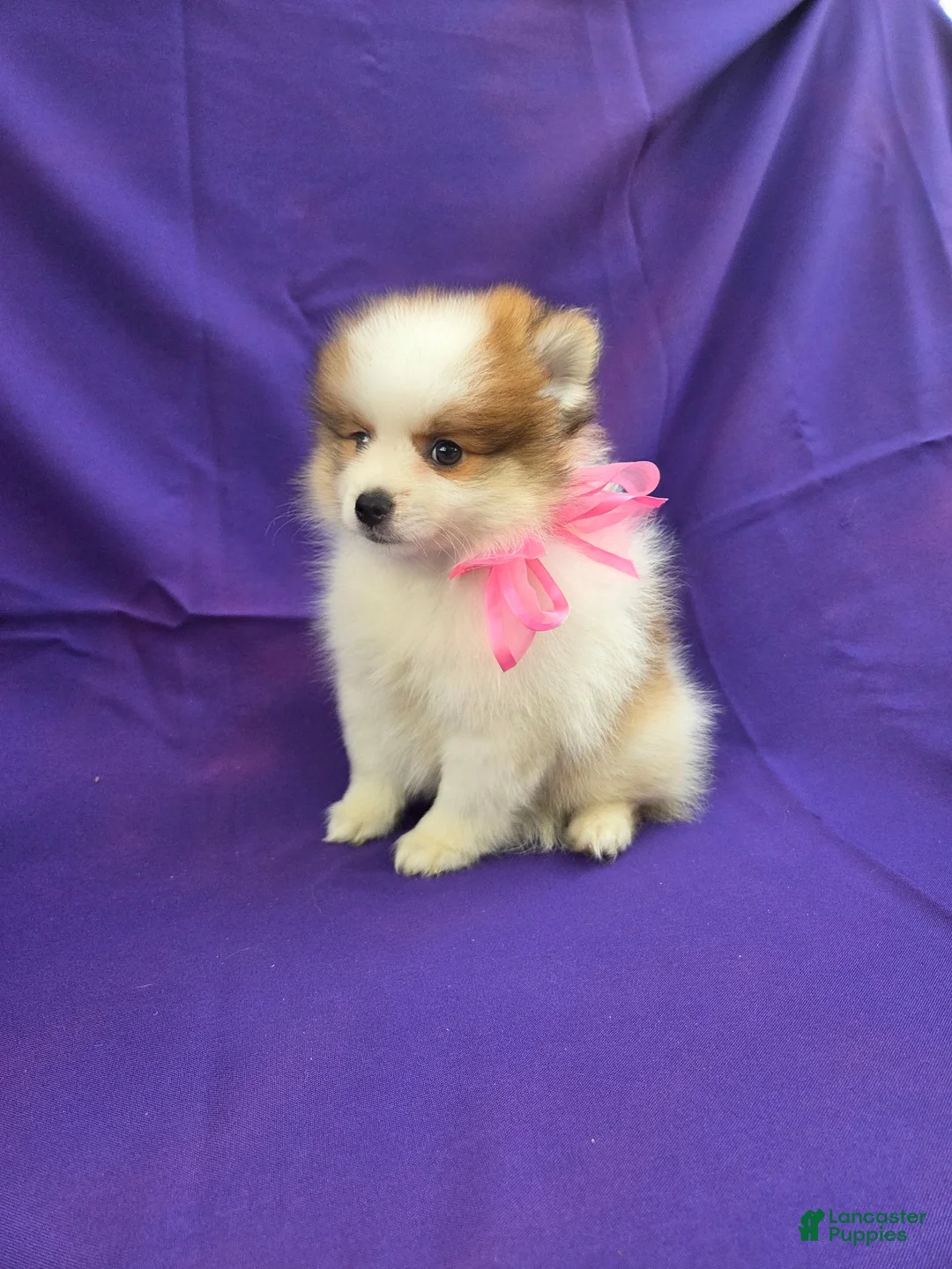 Pomeranian dogs for sale: Jacie  - Ad 1