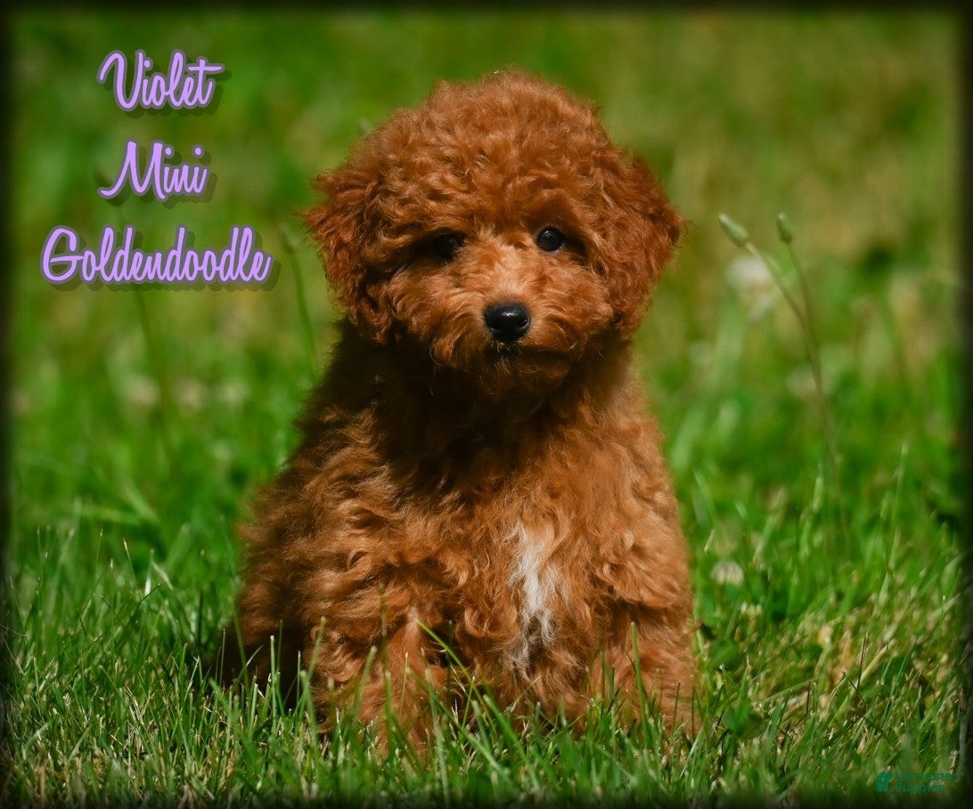 Mini Goldendoodle dogs Violet - Ad 1