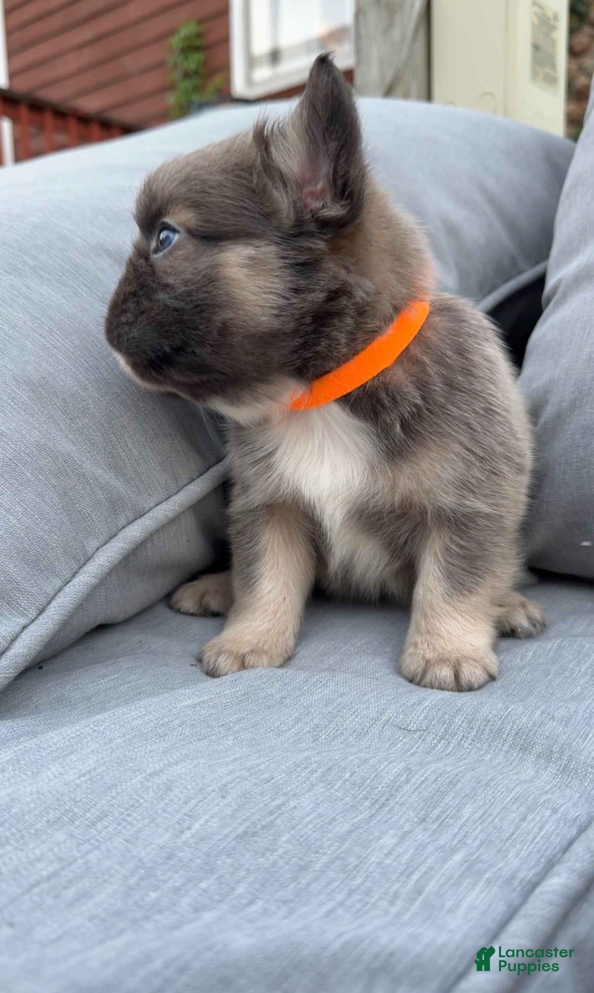 French Bulldog dogs Zane - Ad 27