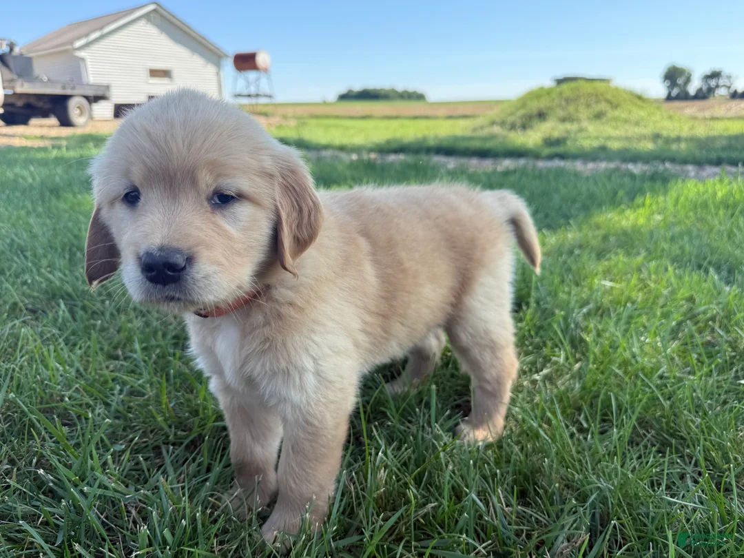 Golden Retriever dogs for sale: Orange Collar  - Ad 2