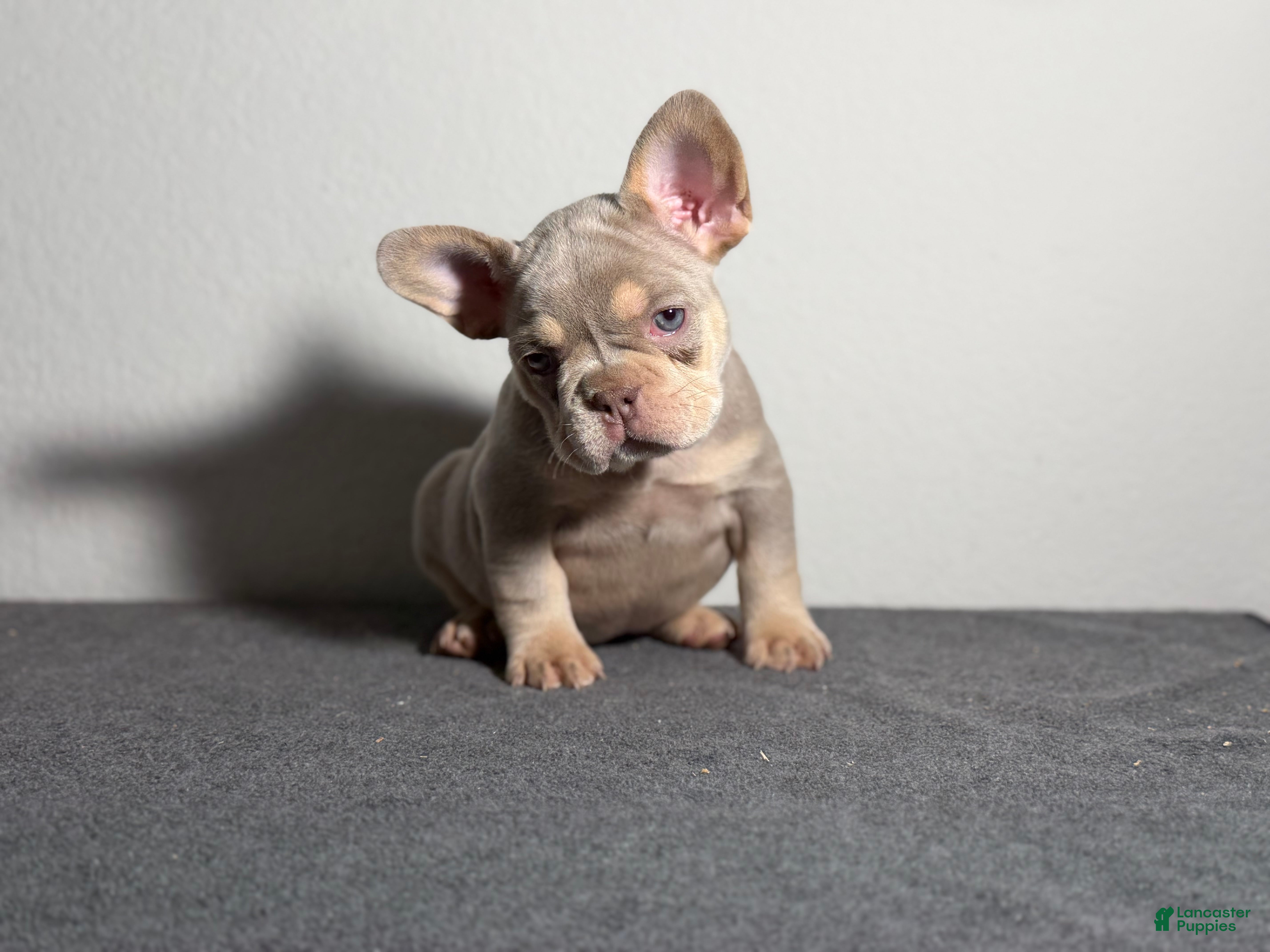 French Bulldog dogs French Bulldog Puppy 2 - Ad 2