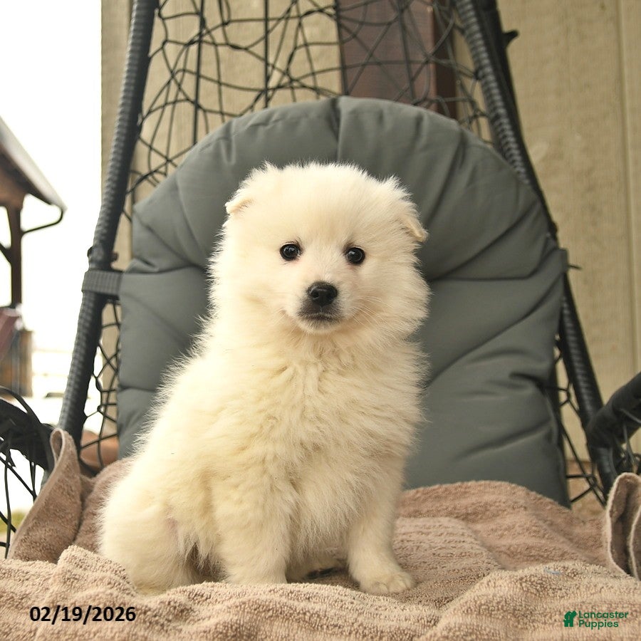 American Eskimo dogs Mattew  - Ad 1