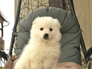 American Eskimo dogs for sale: Mattew - Ad 2