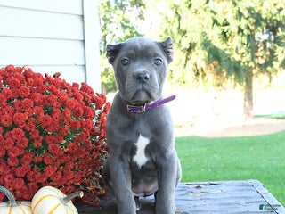 Cane Corso dogs Maple - Ad 20
