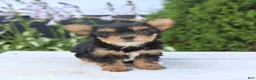 Yorkshire Terrier dogs for sale: Sugar - Ad 2