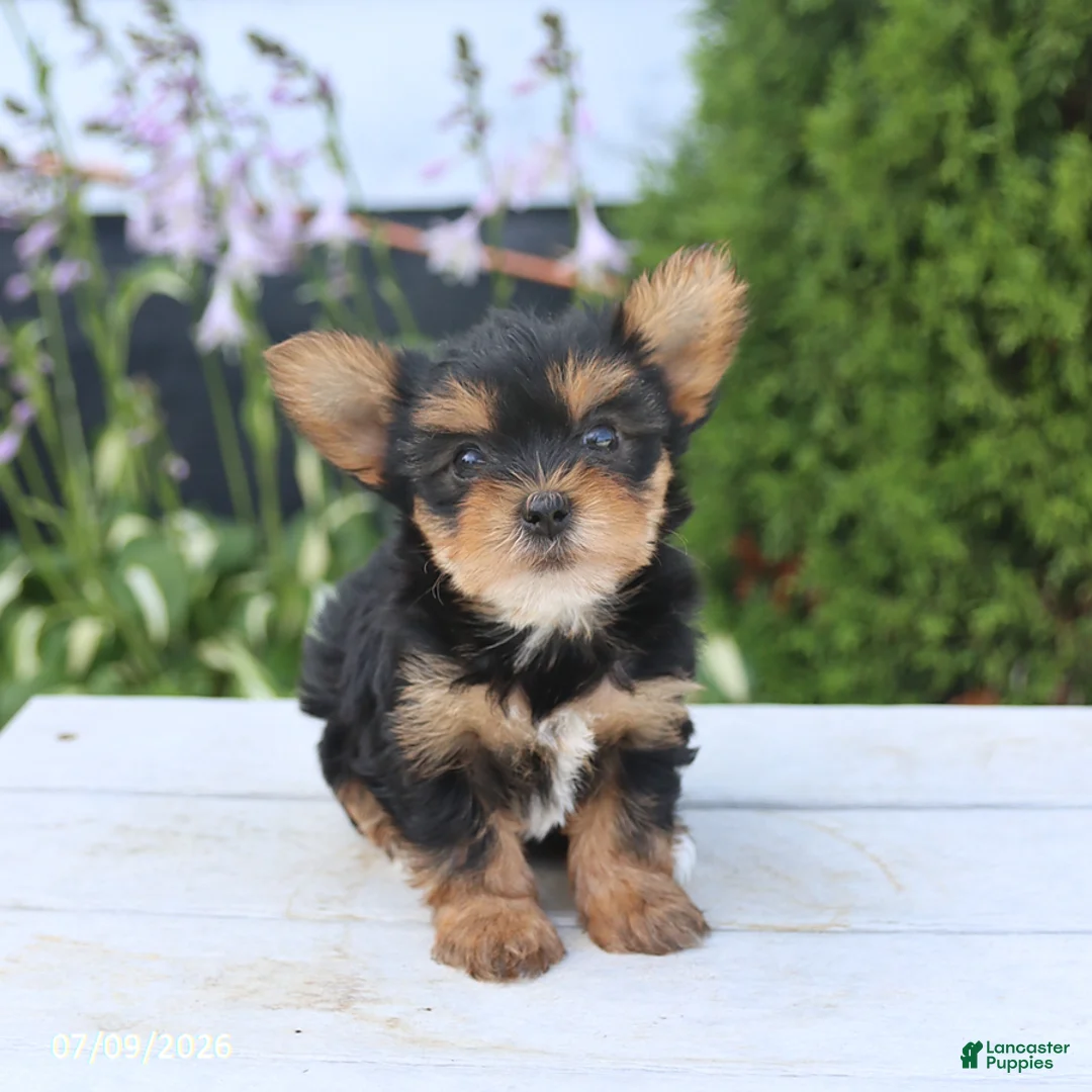 Yorkshire Terrier dogs for sale: Sugar - Ad 2