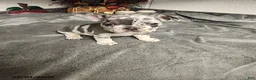 French Bulldog dogs for sale: Archer - Ad 6