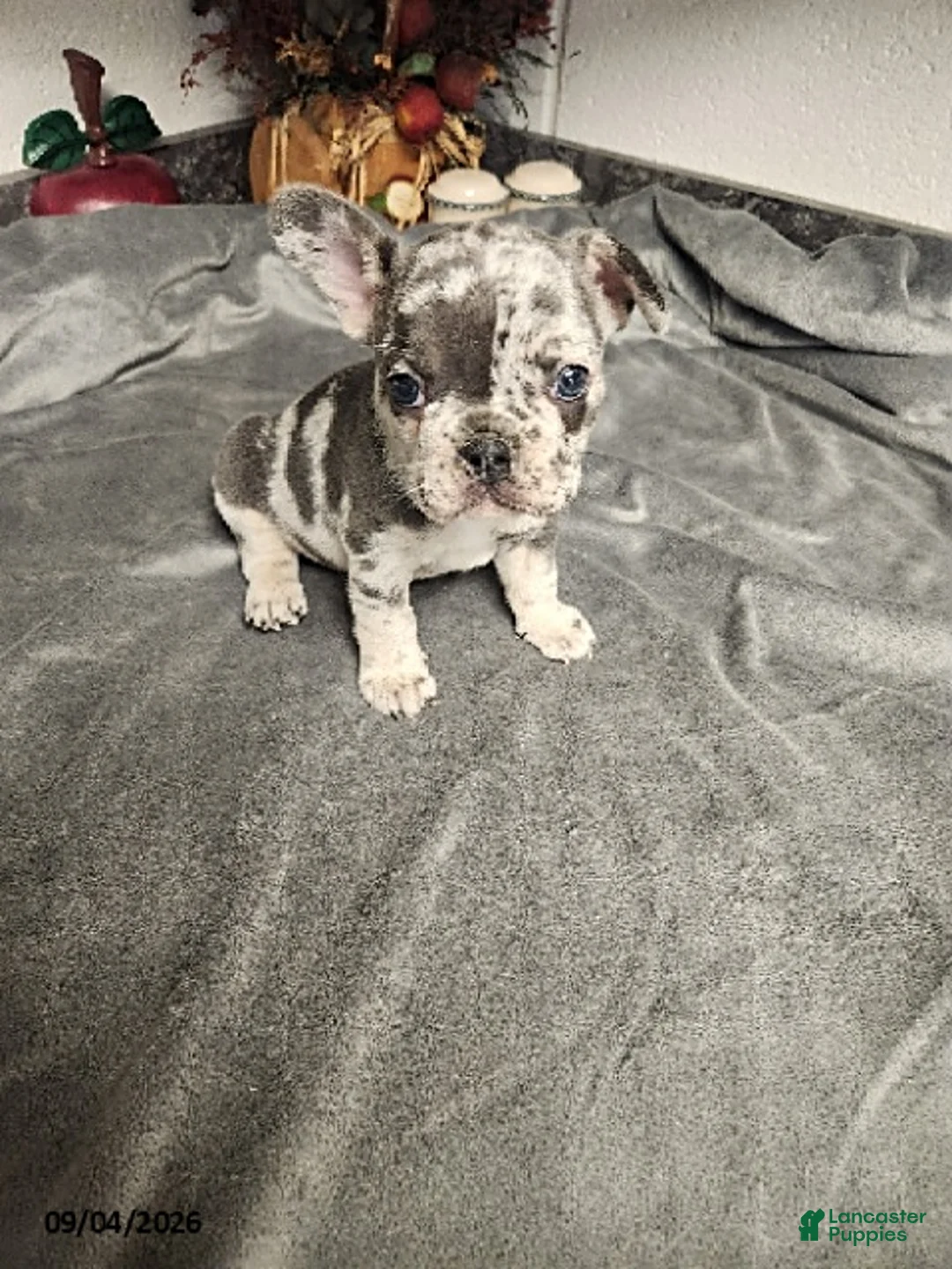 French Bulldog dogs for sale: Archer - Ad 6