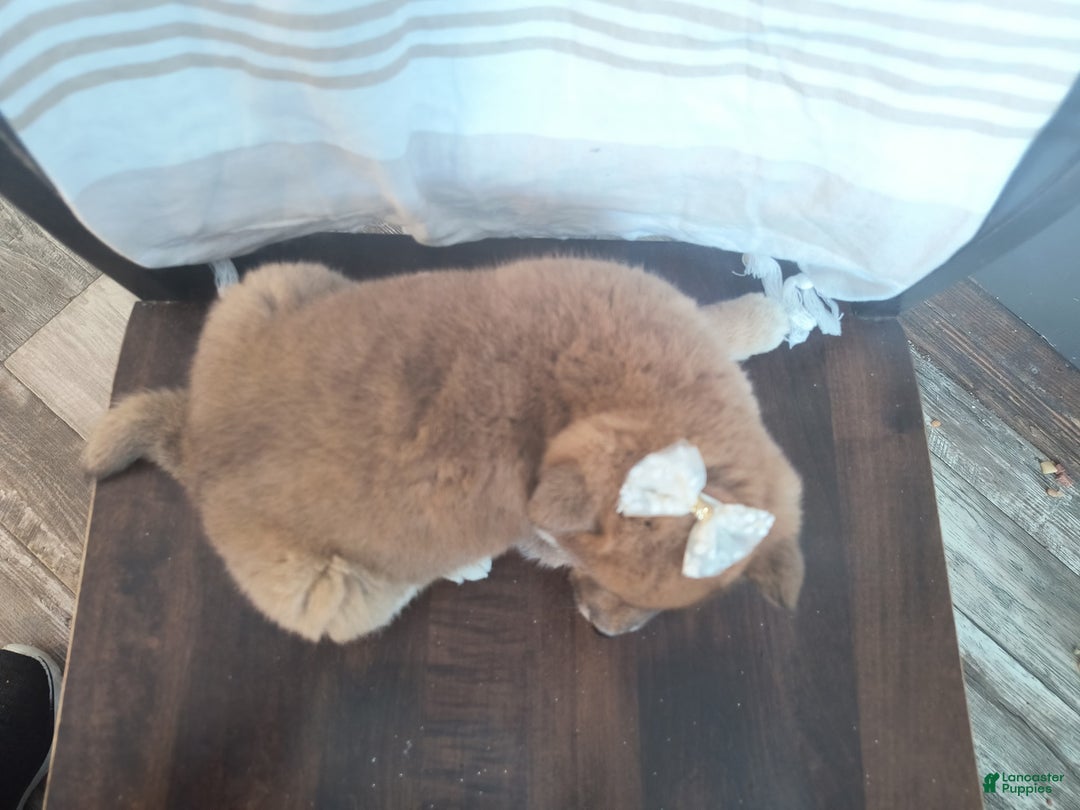 Shiba Inu dogs for sale: Rosemary  - Ad 3