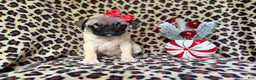 Pug dogs for sale: Angel - Ad 8