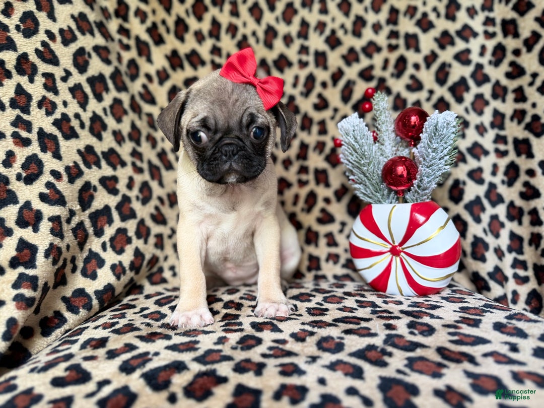 Pug dogs for sale: Angel - Ad 8