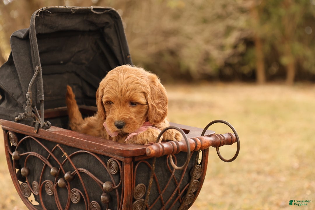 Mini Goldendoodle dogs for sale: Misty - Ad 5