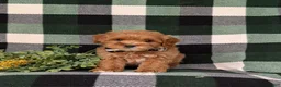 Cockapoo dogs for sale: Bryson 9 lbs Full Grown - Ad 2