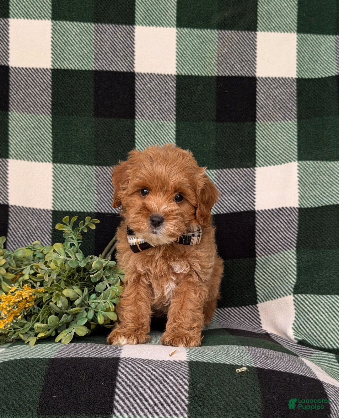 Cockapoo dogs for sale: Bryson 9 lbs Full Grown - Ad 2