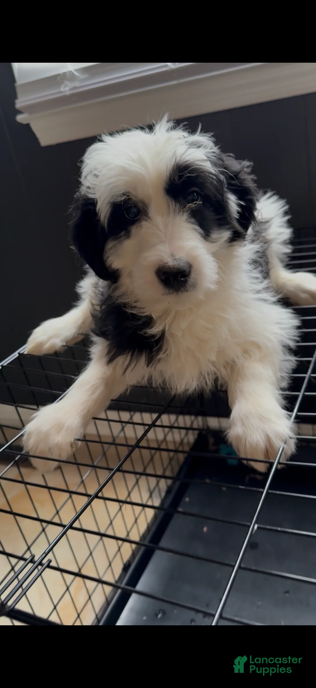 Mini Aussiedoodle dogs for sale: Mini Aussiedoodle Puppy 1 - Ad 1