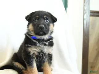 German Shepherd dogs Abby - Ad 5