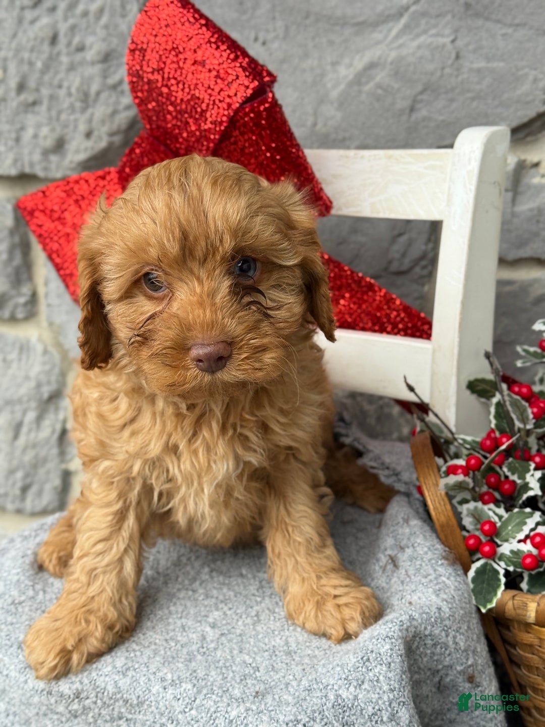 Cavapoo dogs for sale: Angelina - Ad 7