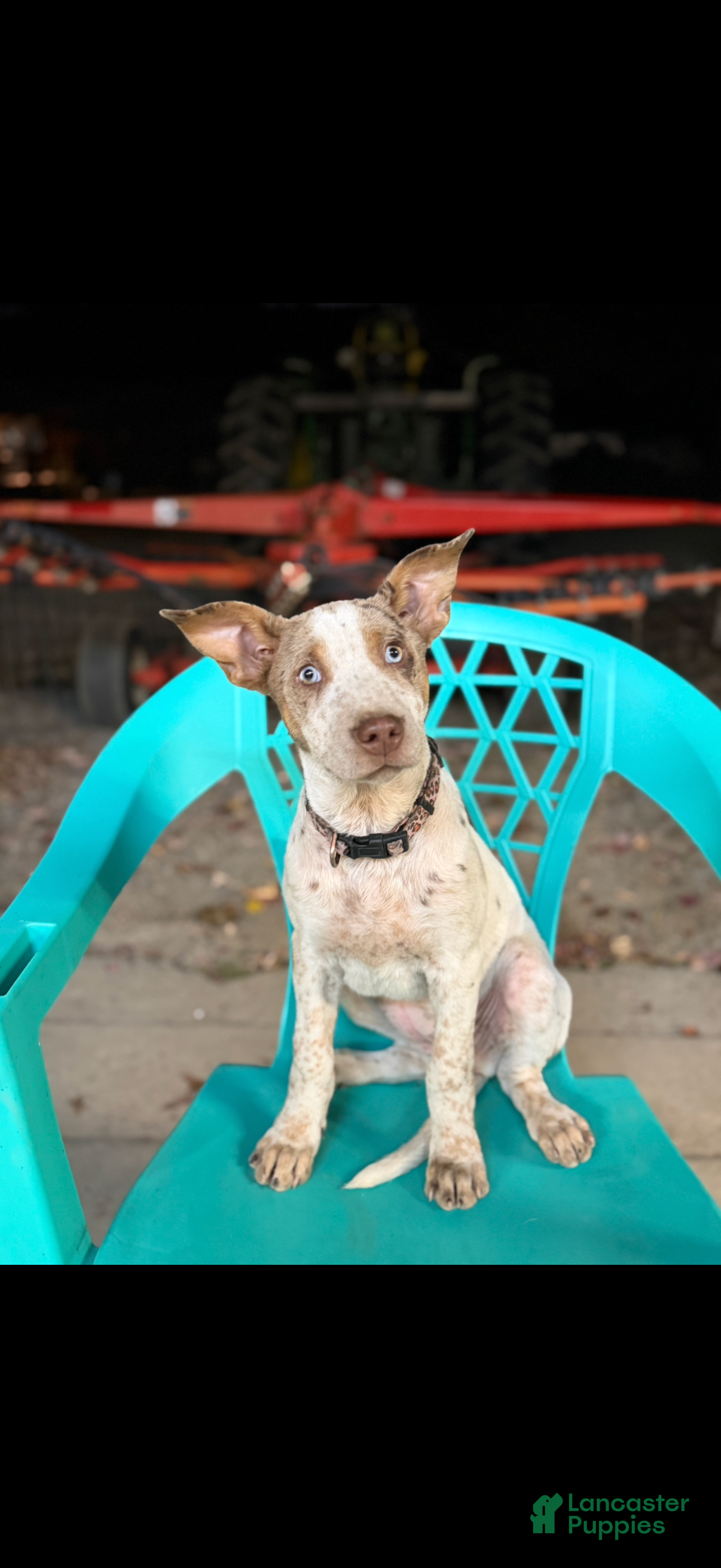 Mixed Breed dogs for sale: Echo - Ad 2