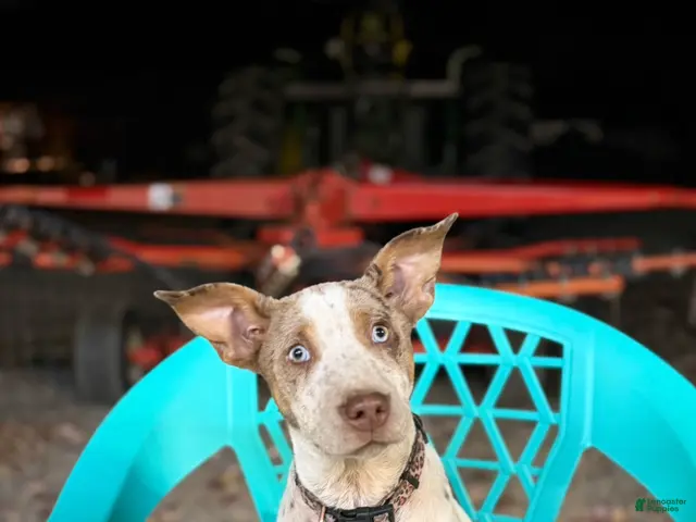 Mixed Breed dogs for sale: Echo - Ad 2
