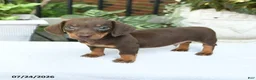 Miniature Dachshund dogs for sale: Dorian - Ad 5
