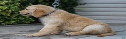 Golden Retriever dogs for sale: Atlee ACA Golden Retriever Pup - Ad 4