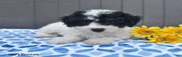 Bichpoo dogs for sale: Stuart - Ad 3