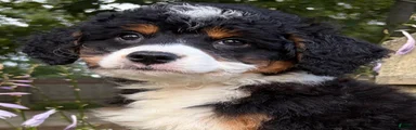 💛IN BOSTON MASSACHUSETTS AREA💛TRADITIONAL TRI COLOR💛MINI BERNEDOODLE BOY💛