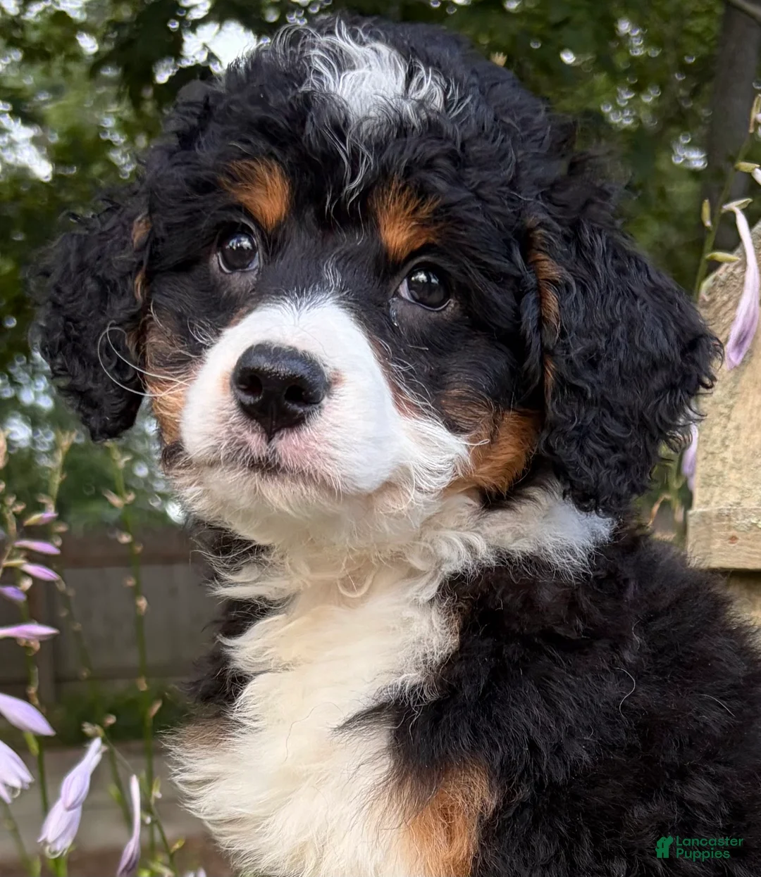 Mini Bernedoodle dogs for sale: 💛IN BOSTON MASSACHUSETTS AREA💛TRADITIONAL TRI COLOR💛MINI BERNEDOODLE BOY💛 - Ad 1
