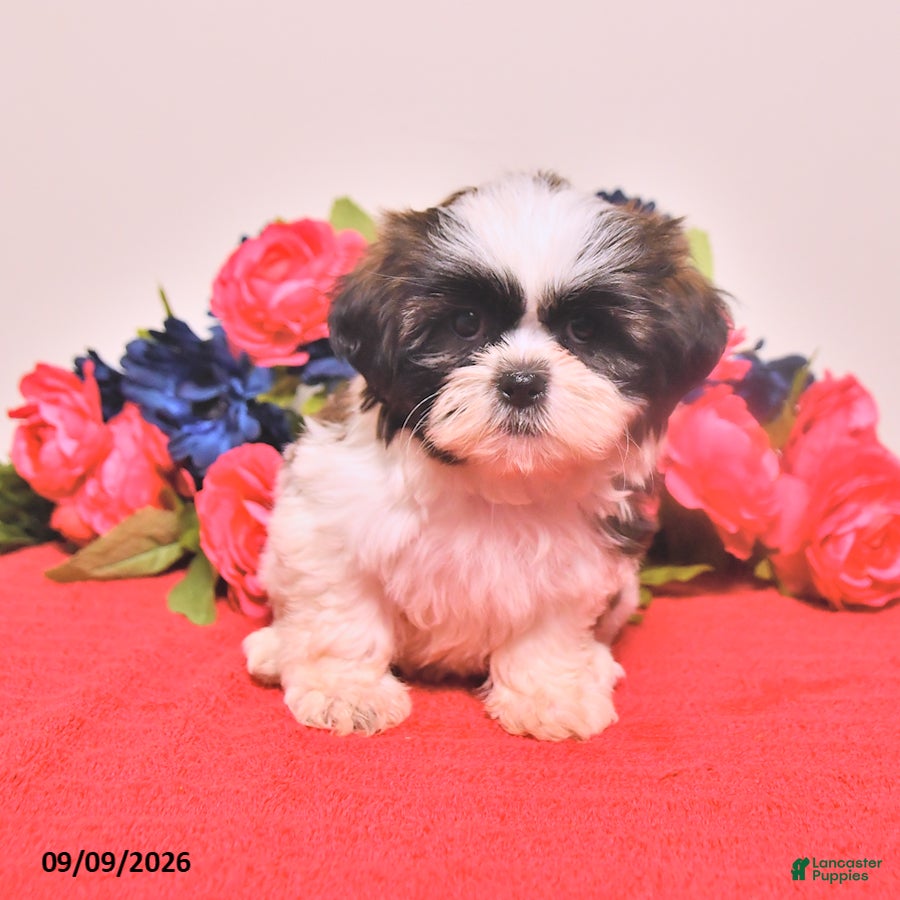 Shih Tzu dogs Noriah - Ad 2