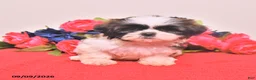 Shih Tzu dogs for sale: Noriah - Ad 2