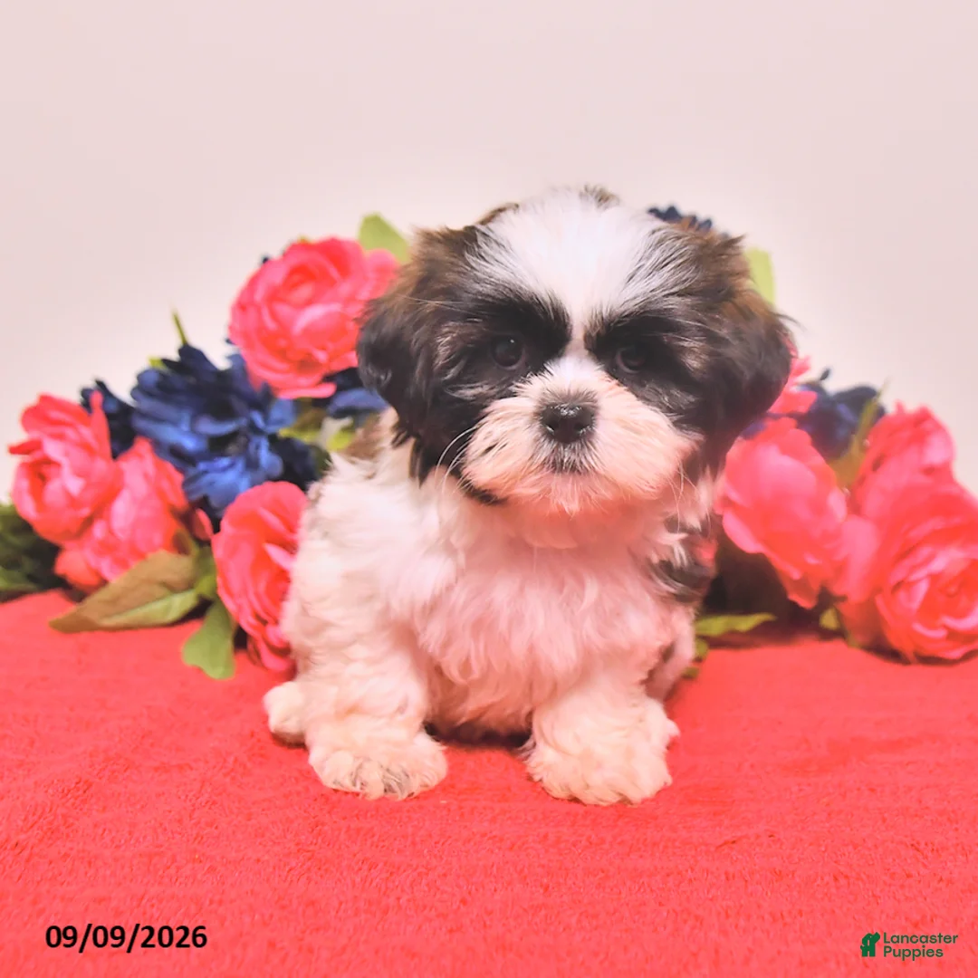 Shih Tzu dogs for sale: Noriah - Ad 2