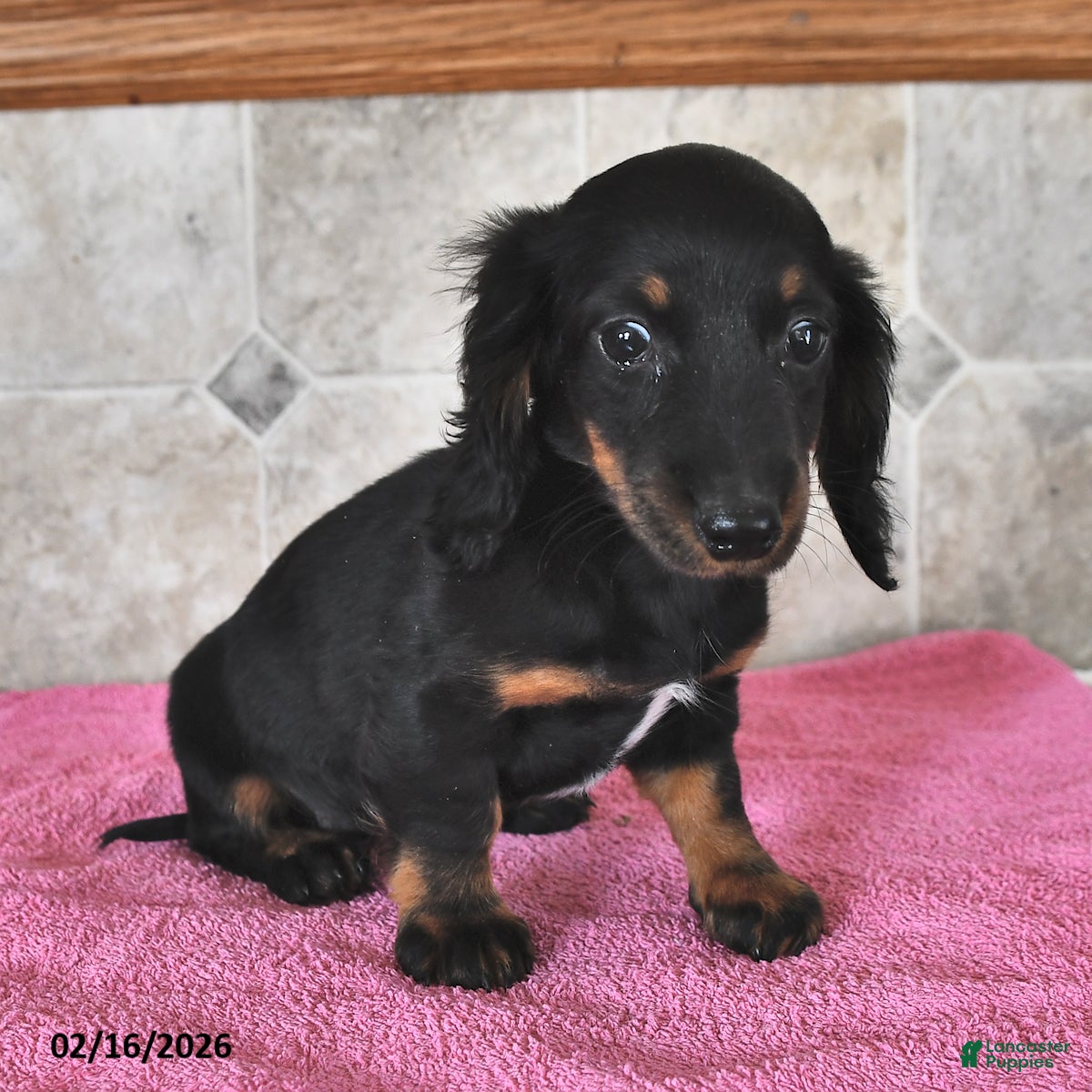 Miniature Dachshund dogs Daisy - Ad 2