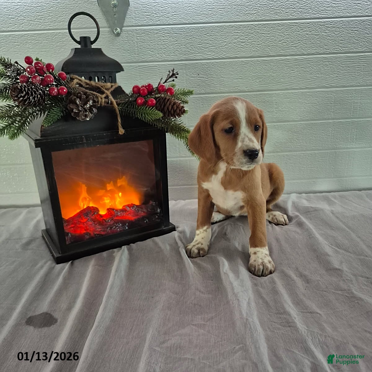 Mixed Breed dogs Heidi - Ad 2