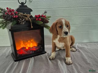 Mixed Breed dogs Heidi - Ad 4