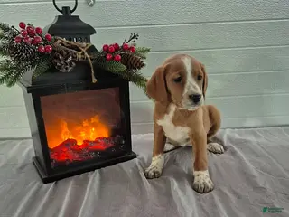 Mixed Breed dogs Heidi - Ad 8