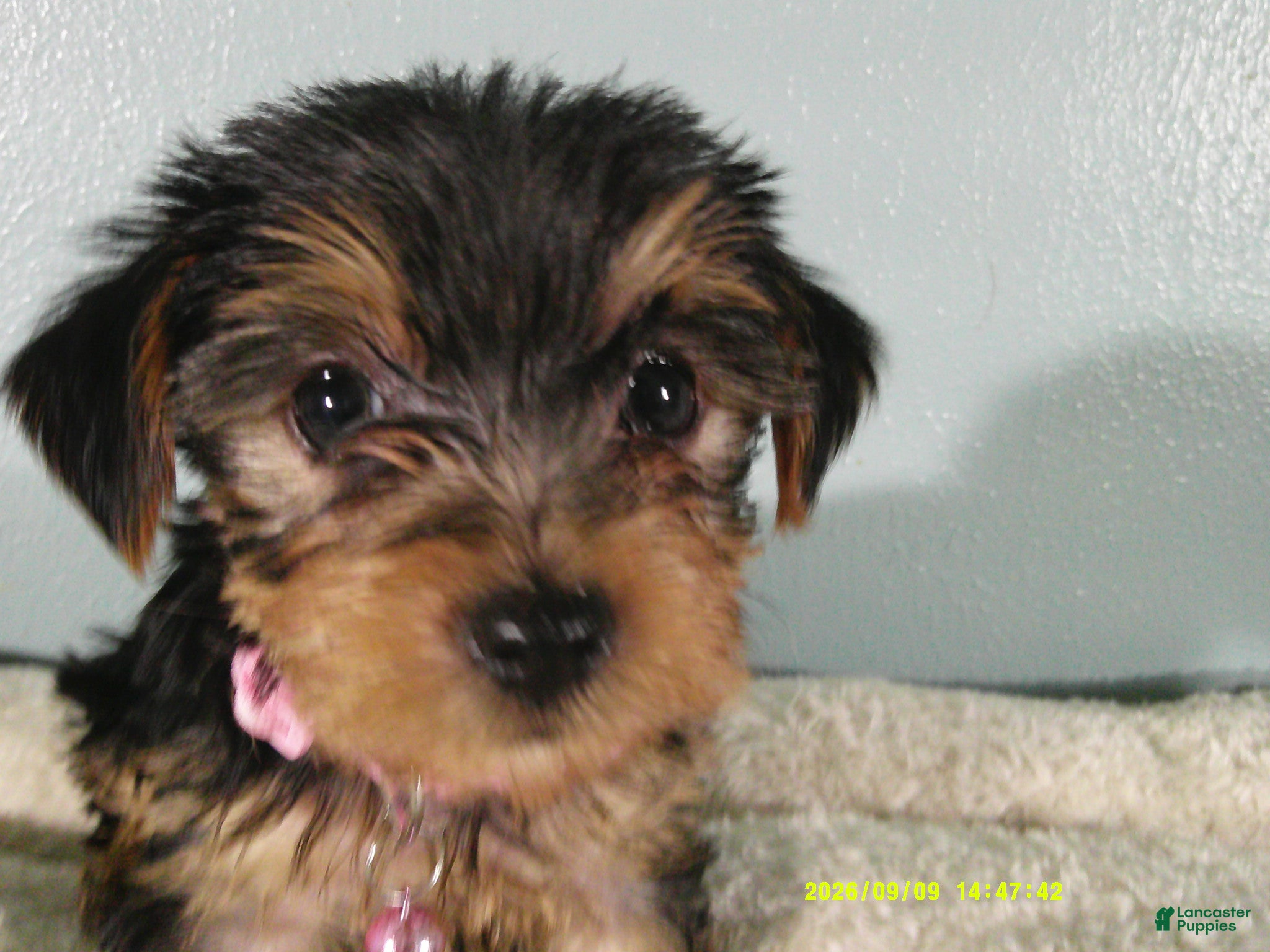 Yorkshire Terrier dogs Scarlett-PINK - Ad 2