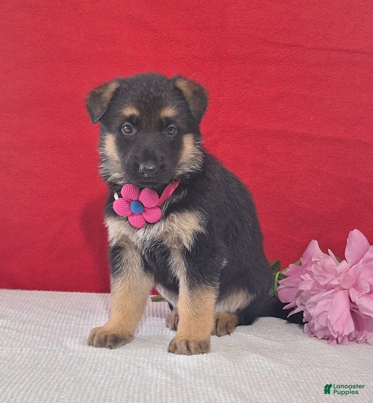 German Shepherd dogs Lotus - Ad 1