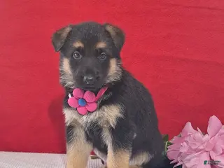 German Shepherd dogs for sale: Lotus - Ad 3