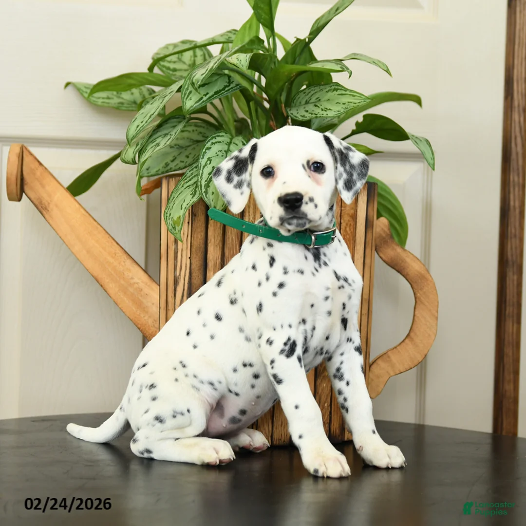 Dalmatian dogs for sale: Kathy - Ad 3