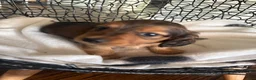 Miniature Dachshund dogs for sale: Teddy - Ad 9