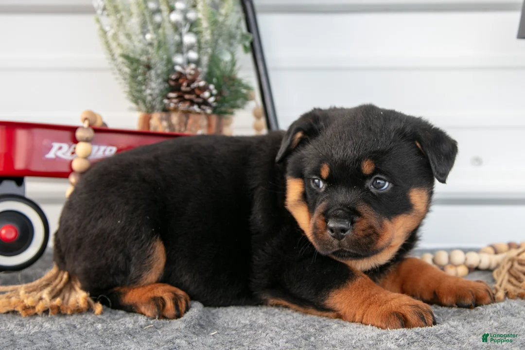 Rottweiler dogs for sale: Harmony - Ad 3