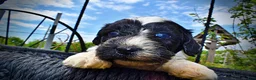 Havapoo dogs for sale: Savvy - Ad 5