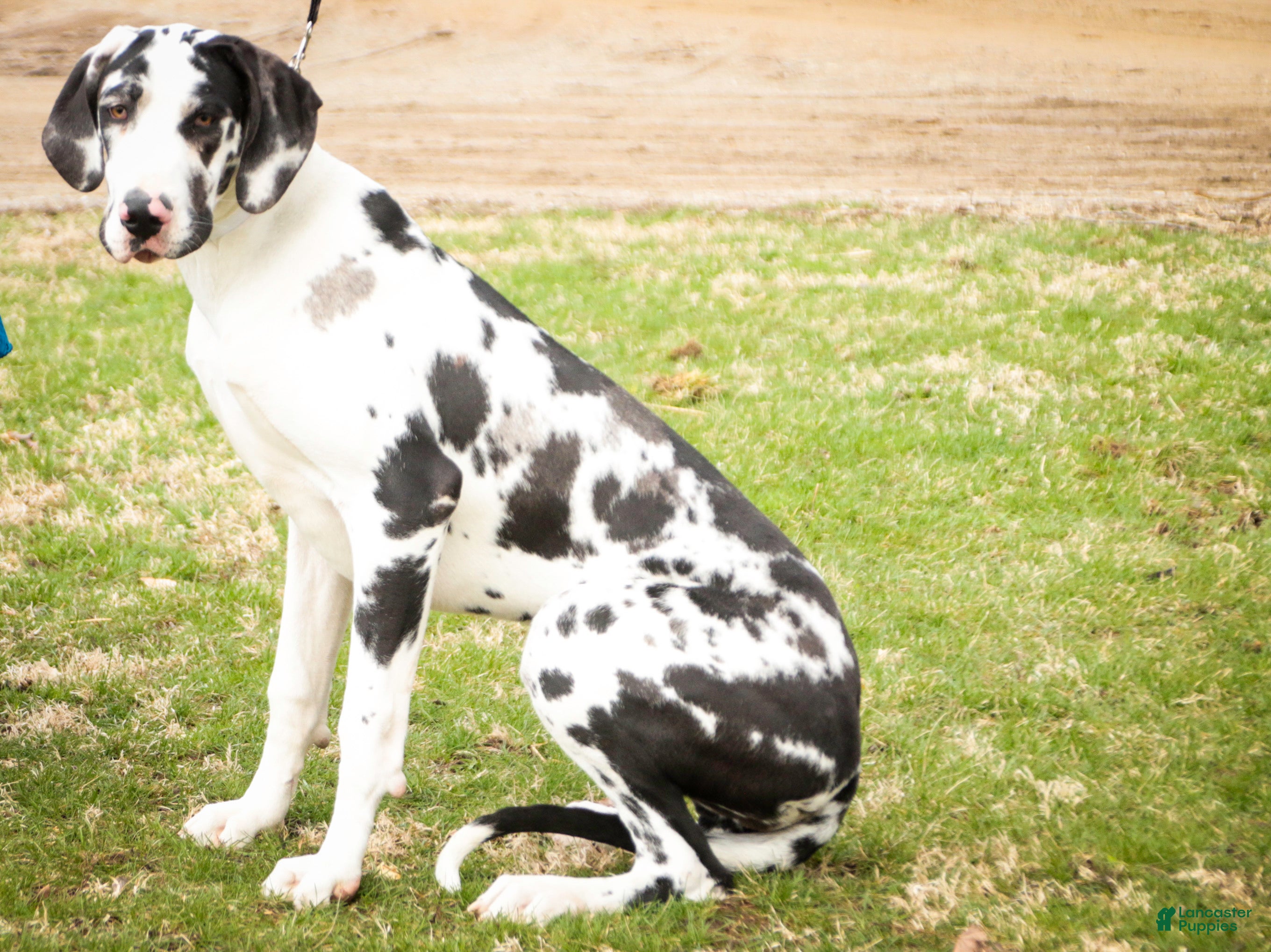 Great Dane dogs Jackie - Ad 2