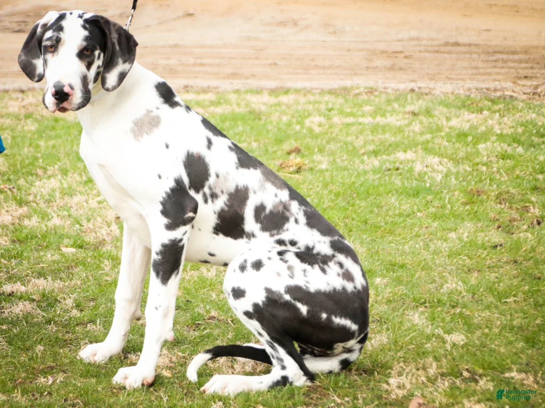Great Dane dogs for sale: Jackie - Ad 2