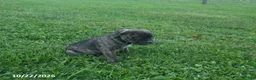 Cane Corso dogs for sale: Autumn - Ad 2