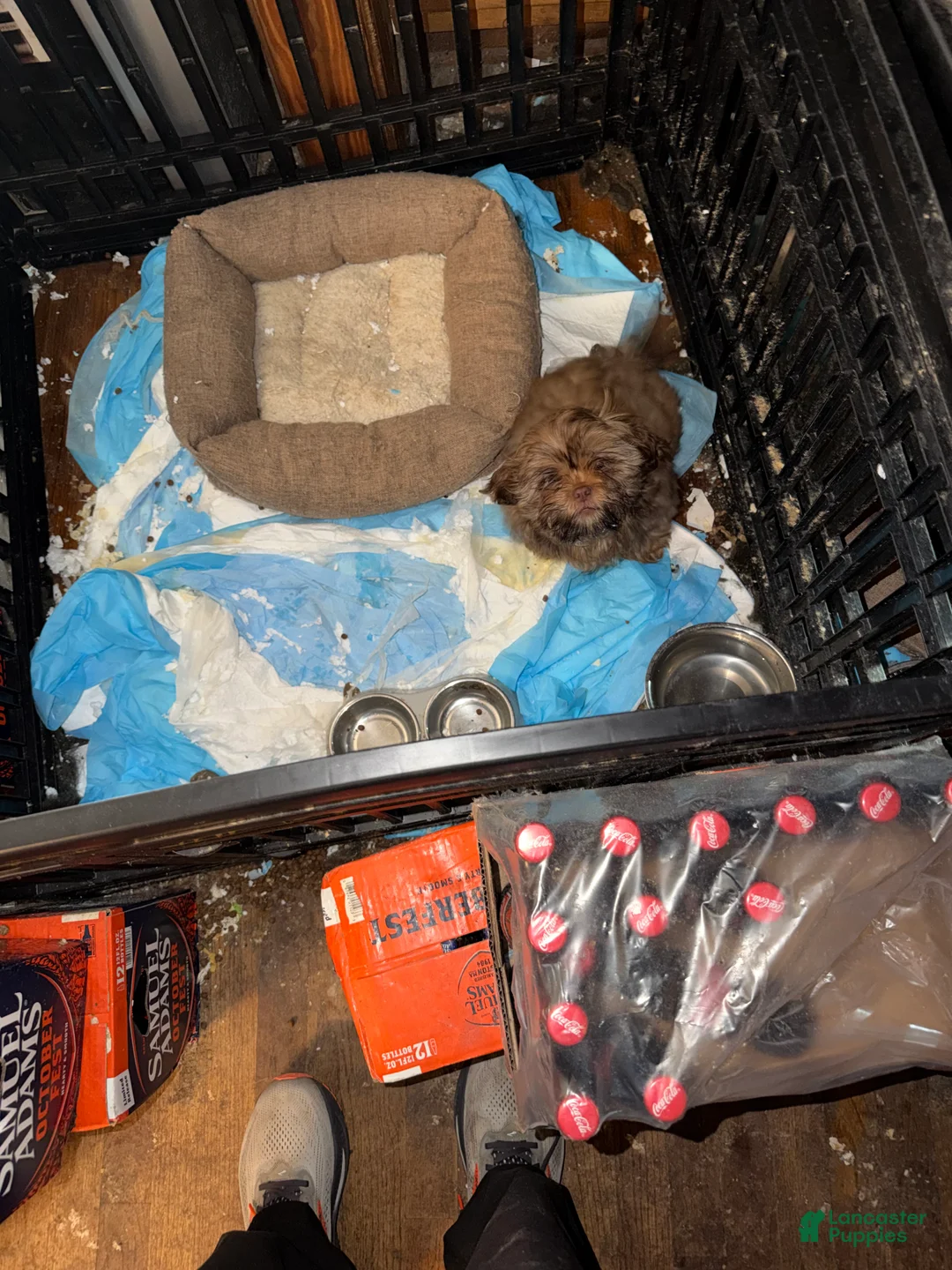 Shih Tzu dogs for sale: Shih Tzu Puppy 2 - Ad 2