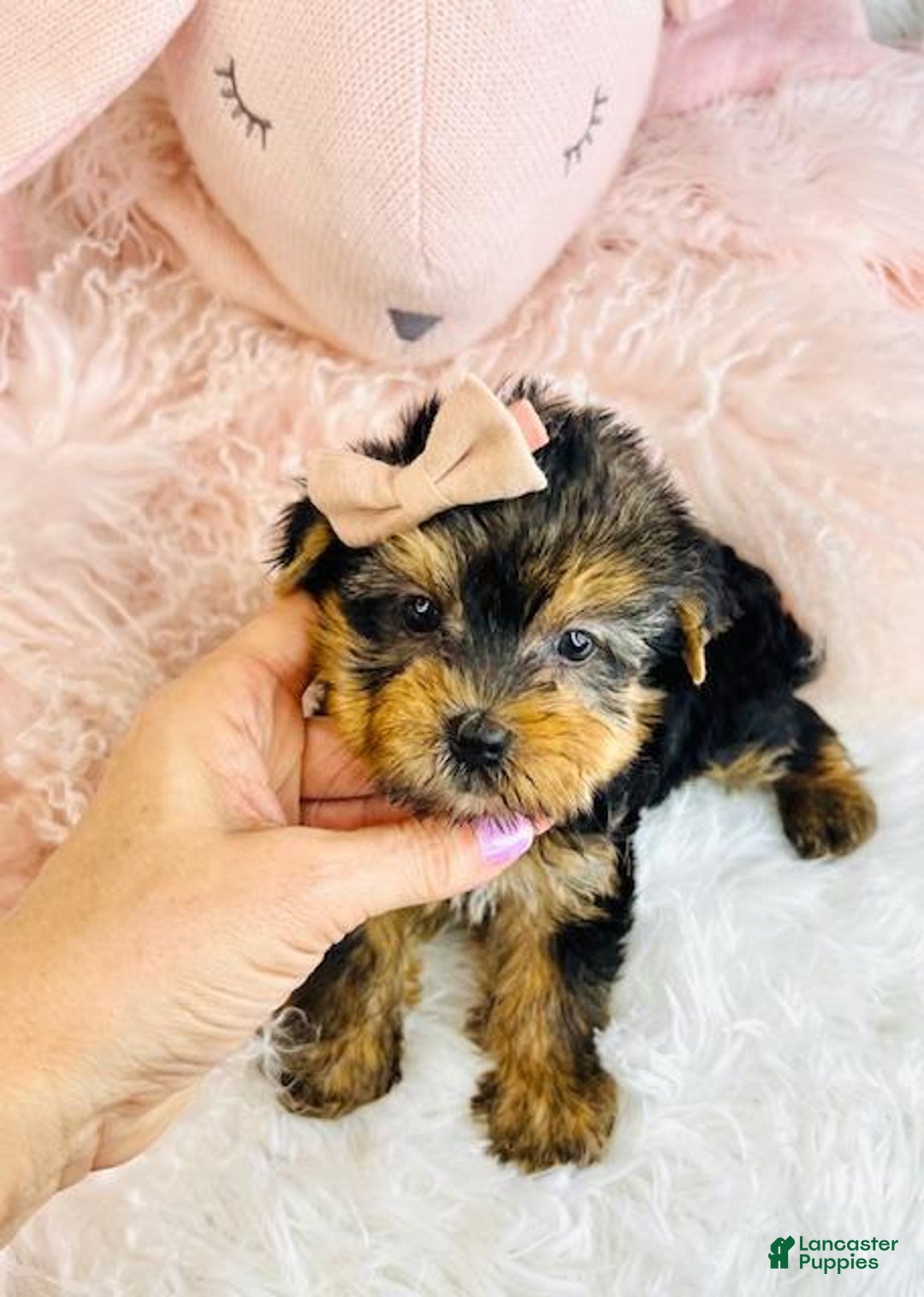 Yorkshire Terrier dogs for sale: Yorkshire Terrier Puppy  - Ad 3