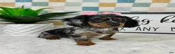 Miniature Dachshund dogs for sale: Delilah  - Ad 3